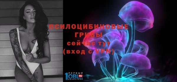 прущие грибы Новозыбков